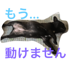 [LINEスタンプ] フレンチブルドッグ あられ 日常会話