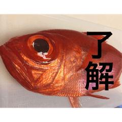 [LINEスタンプ] テラコレ