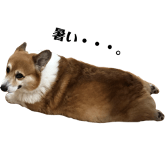 [LINEスタンプ] 我が家のコーギー