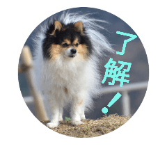 [LINEスタンプ] ポメラニアン MAX