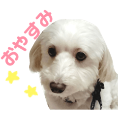 [LINEスタンプ] そらまるのスタンプ