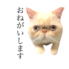 [LINEスタンプ] ノアくん エピソード①