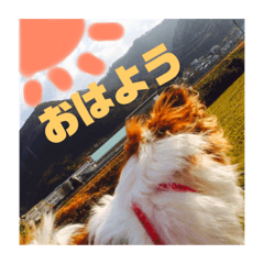 [LINEスタンプ] パピヨン あげは