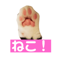 [LINEスタンプ] これがねこだ