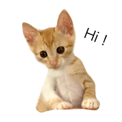 [LINEスタンプ] ねこのちゃちゃ