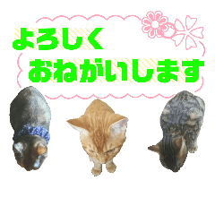 [LINEスタンプ] 毎日ネコと一緒 2