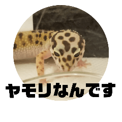 [LINEスタンプ] トカゲモドキのちゅるちゃん