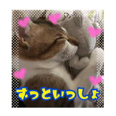 [LINEスタンプ] ねこちゃんのお返事スタンプ