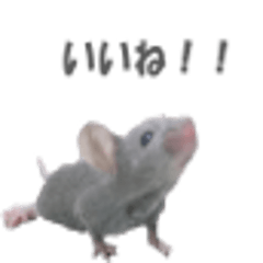 [LINEスタンプ] ハイねずみ