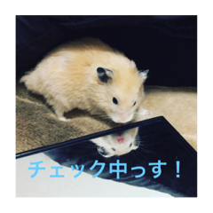 [LINEスタンプ] 生ハムとおもちとだんご