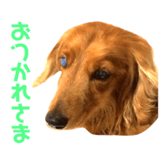 [LINEスタンプ] ミニチュアダックスのクレア