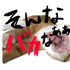 [LINEスタンプ] トロとたまに使う言葉シリーズ