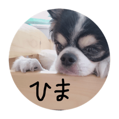 [LINEスタンプ] ポコちゃん.