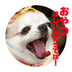 [LINEスタンプ] チワワのエアロ