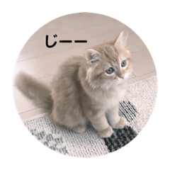 [LINEスタンプ] まるきゃっと2