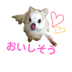 [LINEスタンプ] ちわわのチョーくん