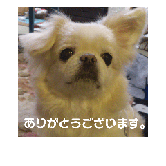 [LINEスタンプ] チベタンスパニエルりんご2