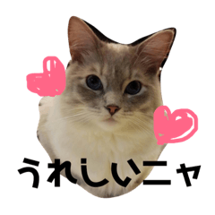 [LINEスタンプ] ほっこりラグちゃん 2