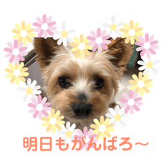 [LINEスタンプ] ヨークシャテリア アラン①