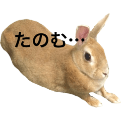 [LINEスタンプ] うさぎのうたまろ