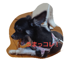 [LINEスタンプ] 愛犬 ぷりん