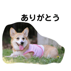 [LINEスタンプ] さくらlife