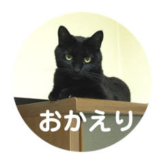 [LINEスタンプ] モノトーンねこスタンプ