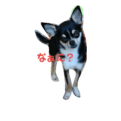 COCOのいつもの日々