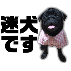 [LINEスタンプ] 迷犬みかん