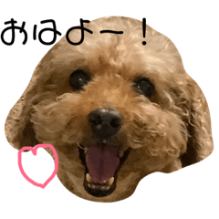[LINEスタンプ] トイプードルまろん