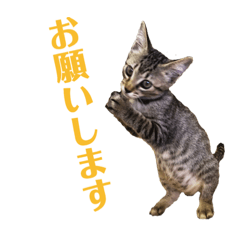 [LINEスタンプ] 近所のネコちゃん