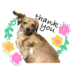 [LINEスタンプ] 愛犬ナオ(チワックス)