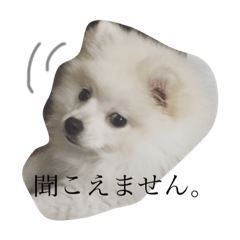 [LINEスタンプ] マロの日常。