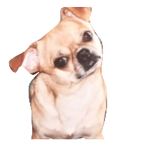 [LINEスタンプ] スムースチワワのリー太郎
