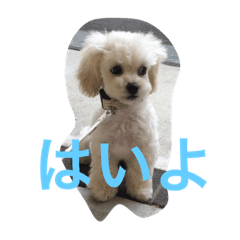[LINEスタンプ] しらすた