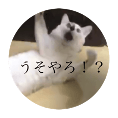 [LINEスタンプ] うちの3ニャンズ