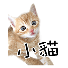[LINEスタンプ] 猫の写真スタンプ 中国語版 繁体の画像（メイン）