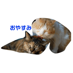 [LINEスタンプ] 仲良し仲間たち