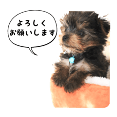 [LINEスタンプ] ヨーキー犬  モコの日常スタンプ