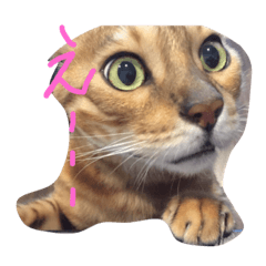 [LINEスタンプ] ベンガル猫、ガルくん！