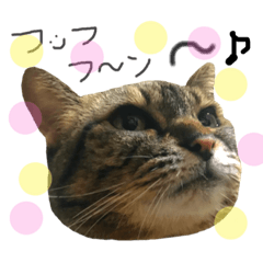 [LINEスタンプ] どこにでもいる猫
