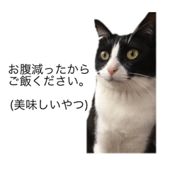 [LINEスタンプ] 猫の勘九郎