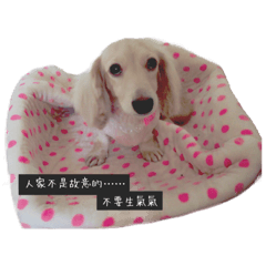 [LINEスタンプ] かわいいニーニ
