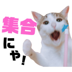 かわいいの天才