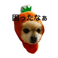 [LINEスタンプ] ポメポメスタンプ2