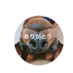 [LINEスタンプ] あんず さん