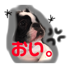 [LINEスタンプ] にゃんこわんこパラダイス