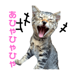 [LINEスタンプ] プゥとシャルと仲間たち①