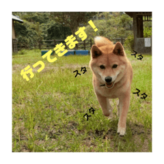 [LINEスタンプ] 柴犬、猫、デグー