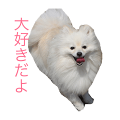 [LINEスタンプ] ポメラニアン★くう  ときどきカイ